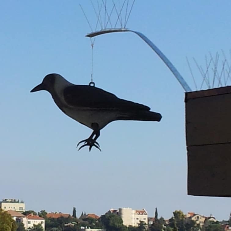הרחקת יונים בתל אביב