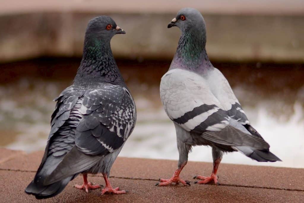 Expulsion-of-pigeons (1)